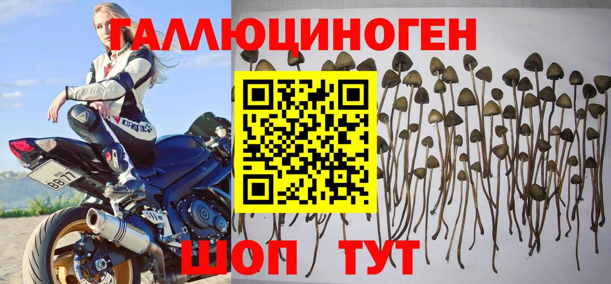 Галлюциногенные грибы MAGIC MUSHROOMS  Вход с VPN  как найти закладки  Чита 